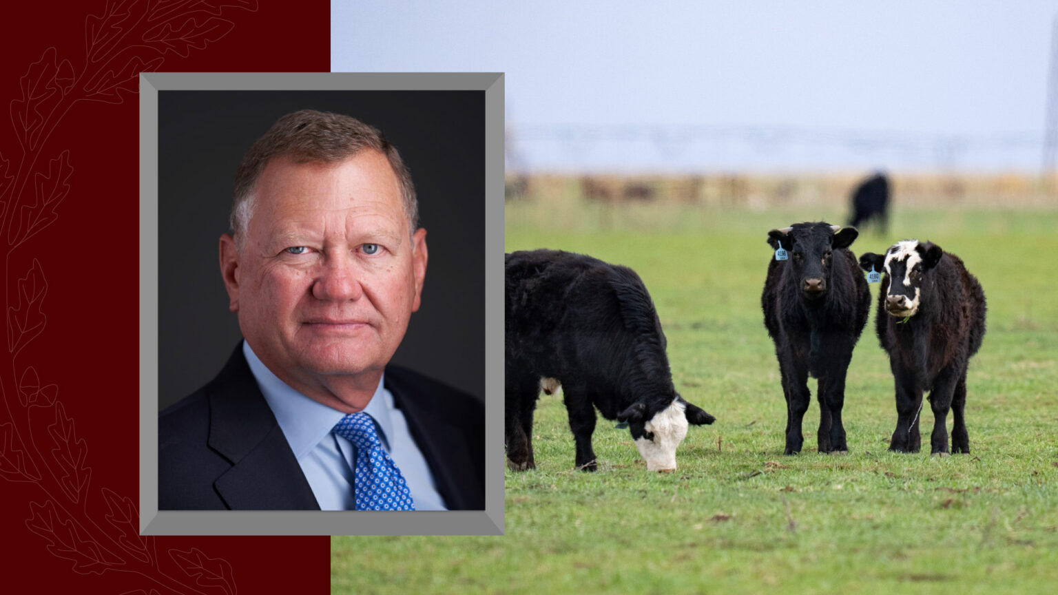A cropped headshot of Texas A&M Regent John Bellinger on a background photo of grazing cows.