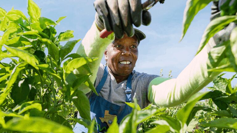 A photo of a person tending to crops with a harvesting tool.