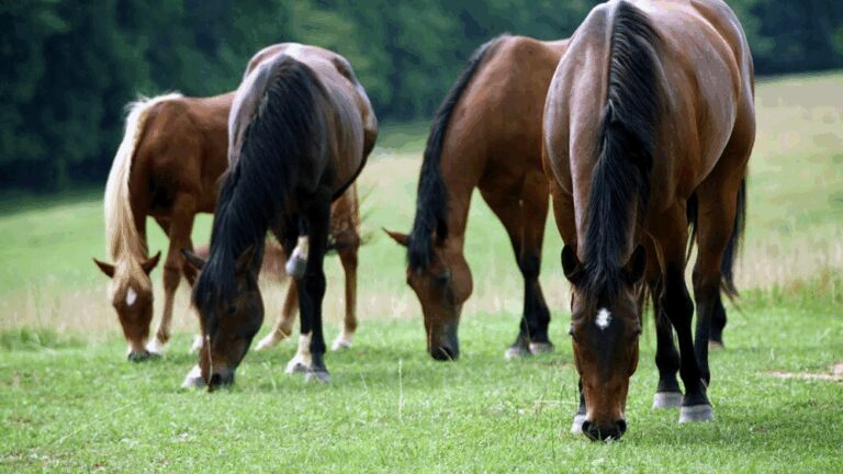 A photo of four horses grazing in a field.