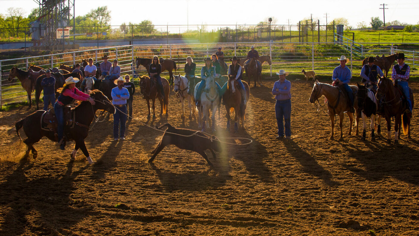picture of calf rangling at a rodeo
