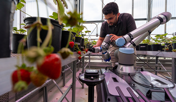 A researcher using a robotic arm to harvest strawberries inside of a greenhouse