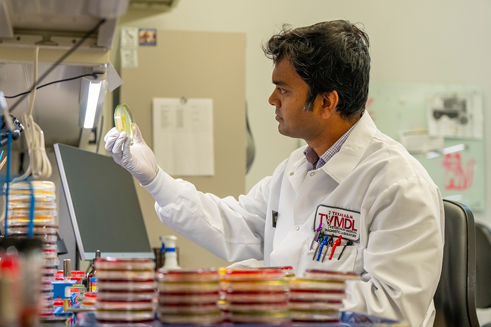 A TVMDL researcher examining a Petri dish beneath a bright light.