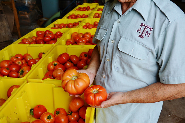 A person in a light gray shirt with an "ATM" logo holds two large tomatoes while standing beside yellow crates filled with fresh tomatoes.