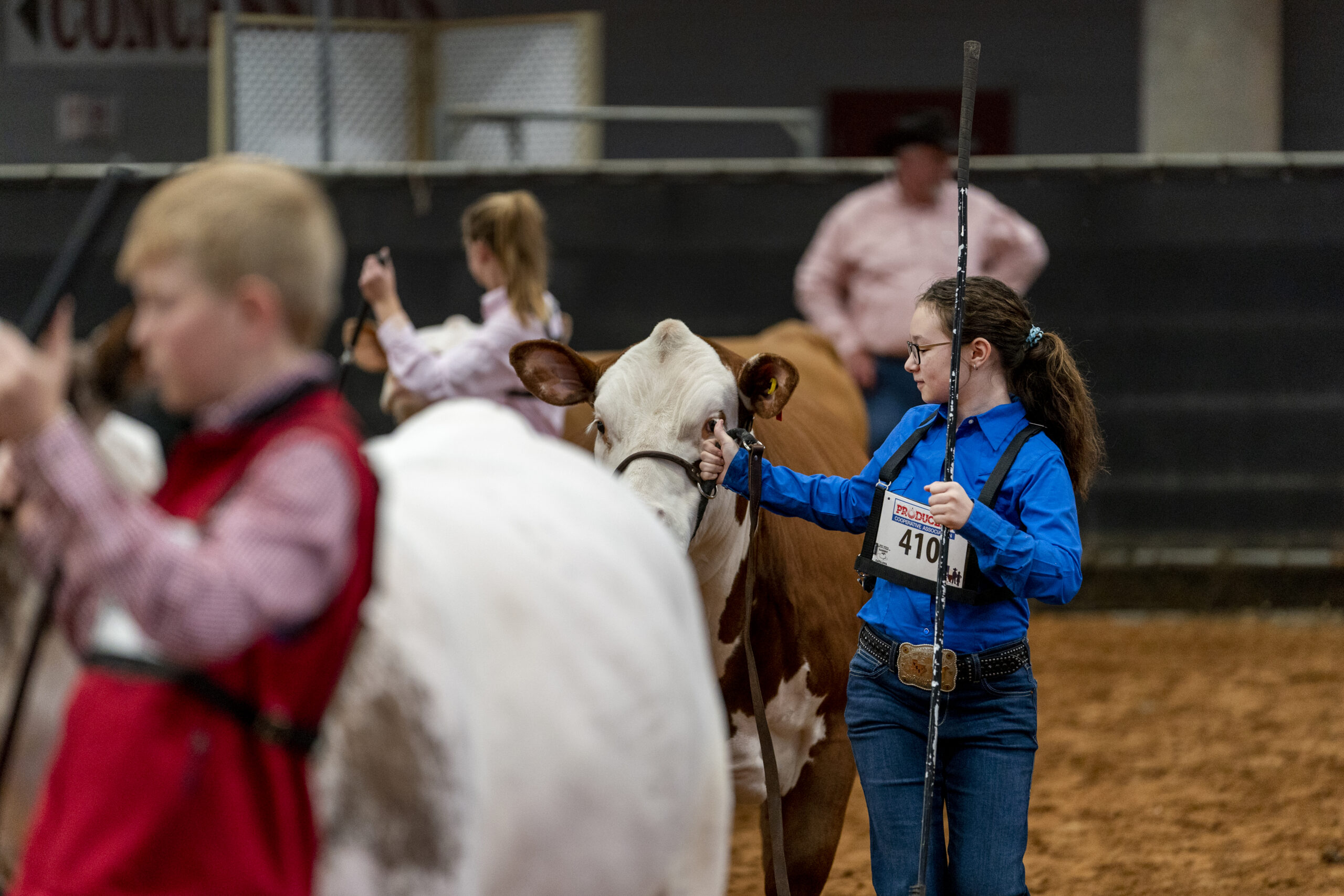 A young person in a blue shirt and jeans holds a lead rope attached to a brown and white cow during an indoor livestock show, while other participants and animals are visible in the background.