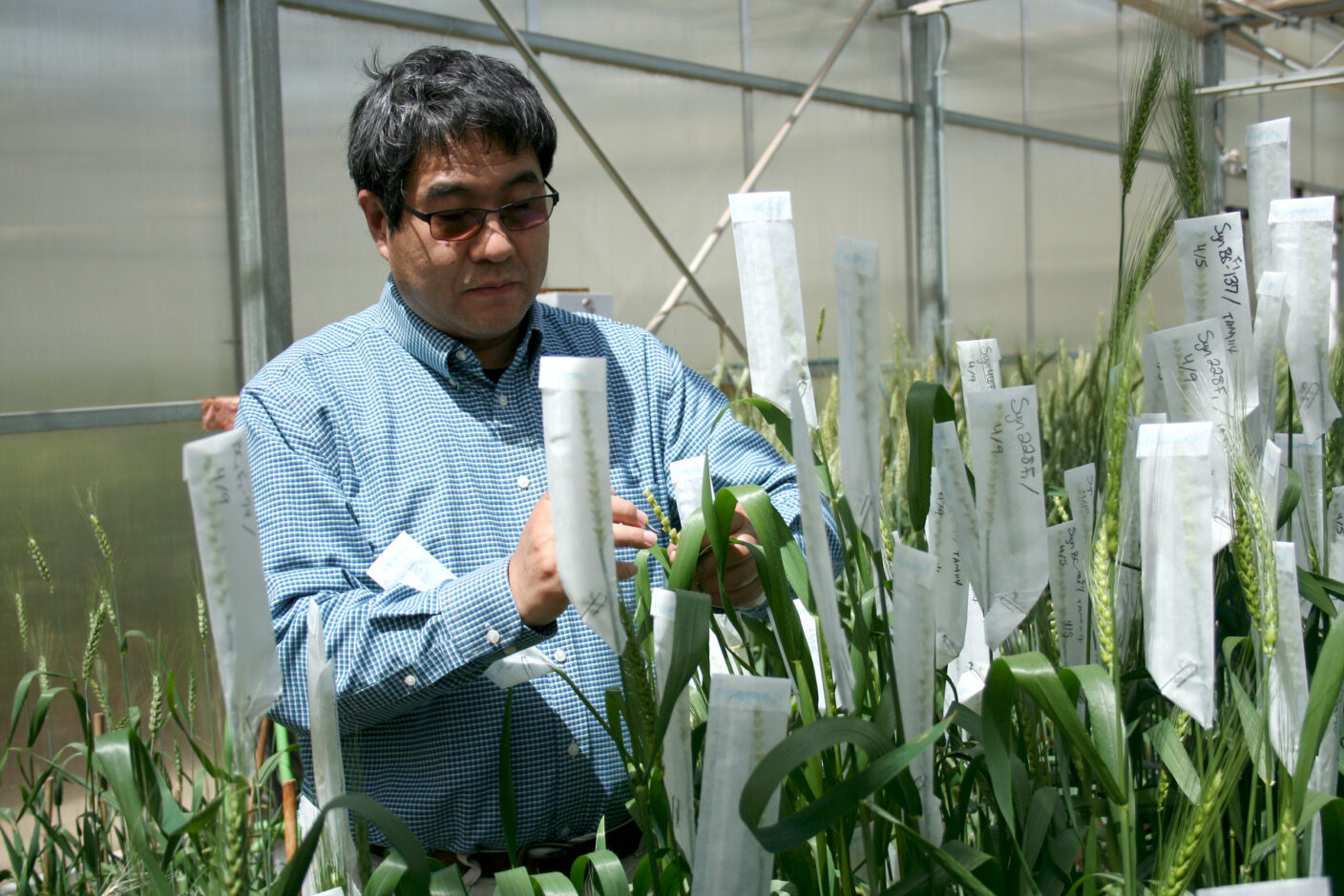 A person in a greenhouse examines wheat plants marked with labels.