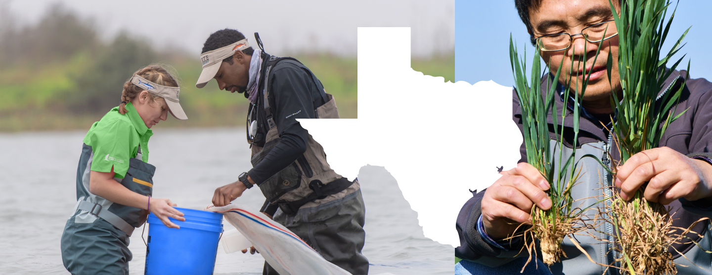Two people working in a lake, and one person handling crops