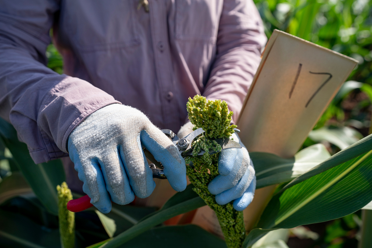 A person wearing blue gloves uses pruning shears to cut a green plant stalk in a field, with a cardboard marker labeled "17" nearby.