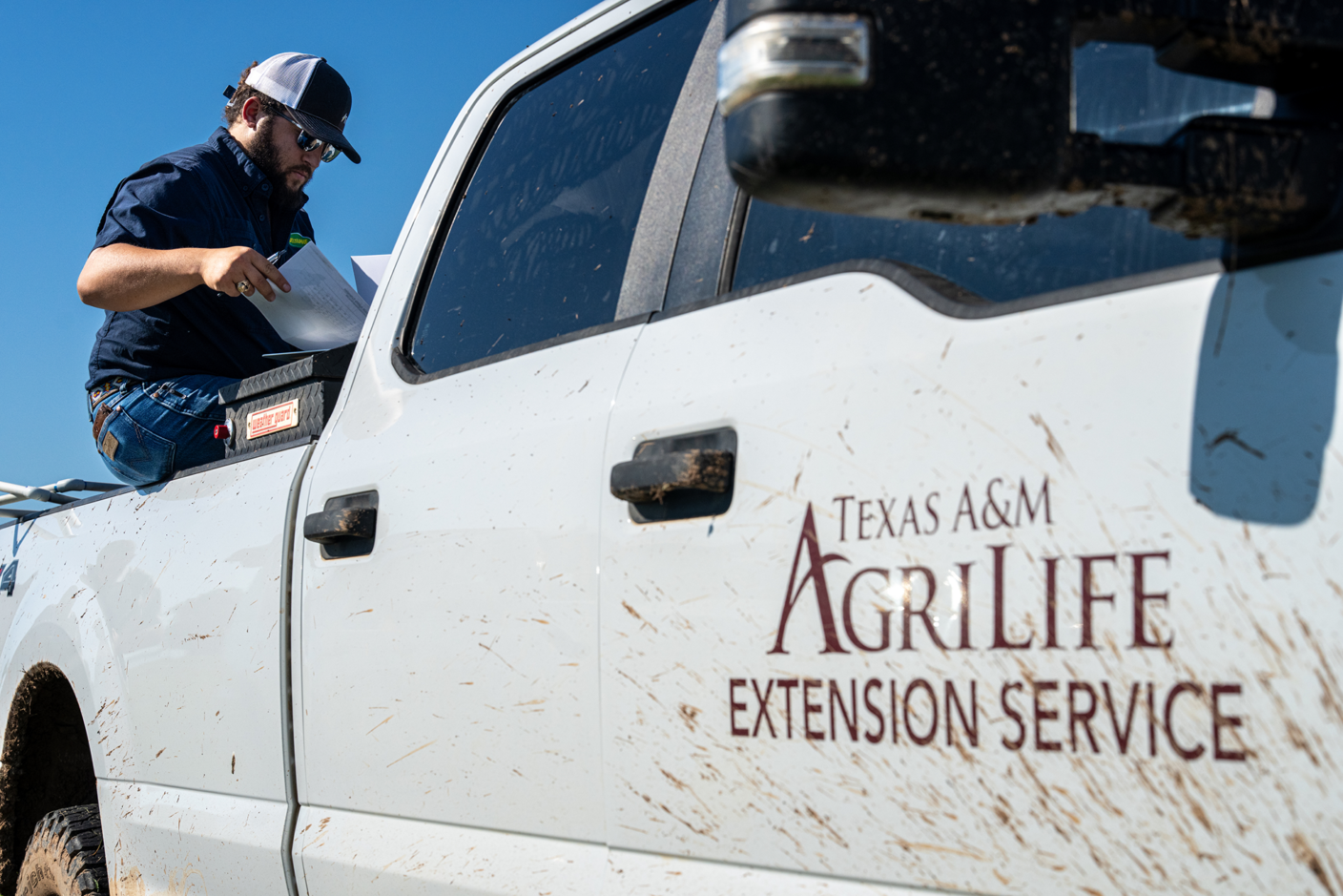 Extension Specialist and Associate Department Head for the Department of Entomology at Texas A&M University, David Kerns, Ph.D. leads a team of students searching for pasture mealybugs.