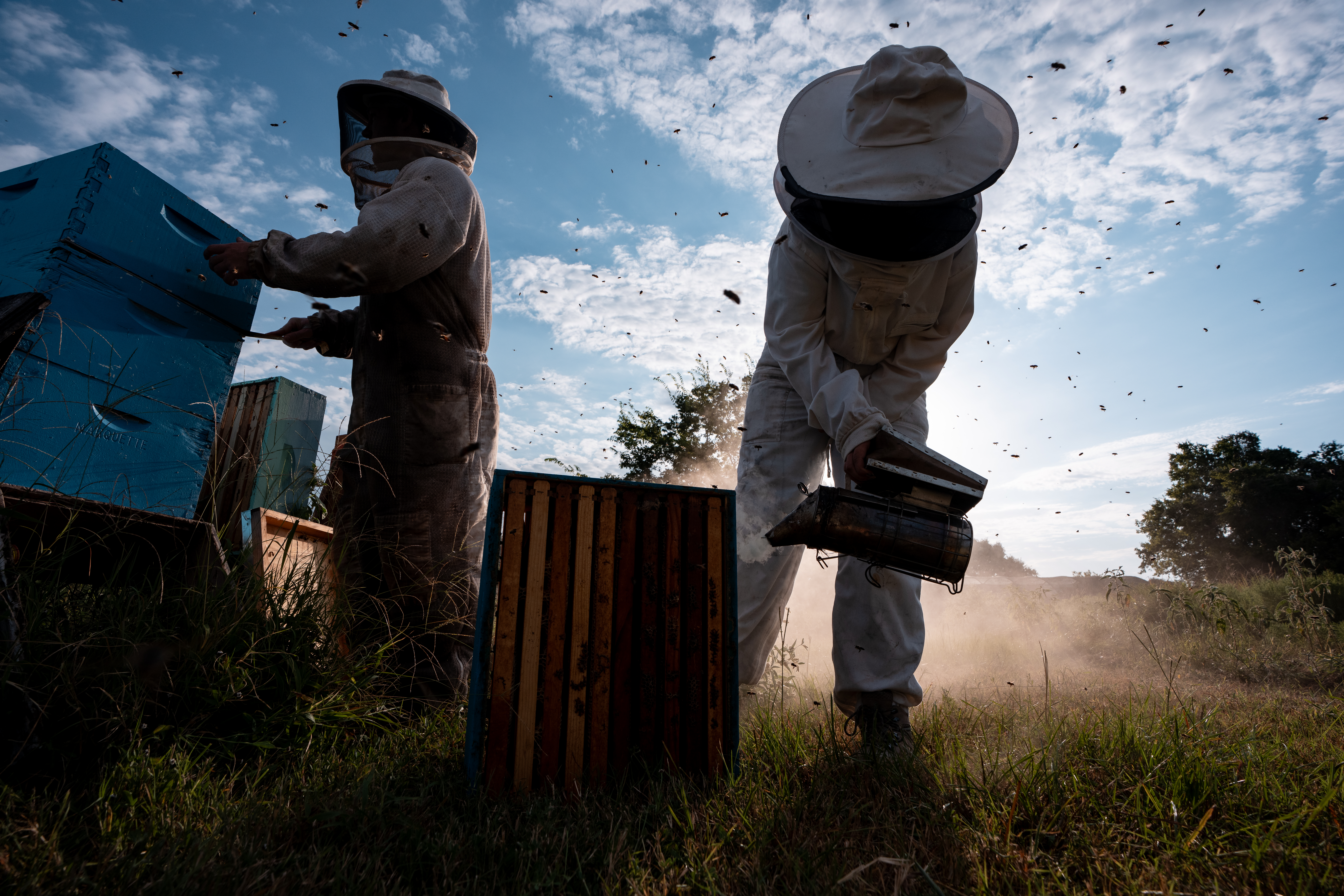 Two beekeepers in protective suits work among beehives as bees swarm around them in a sunlit field.