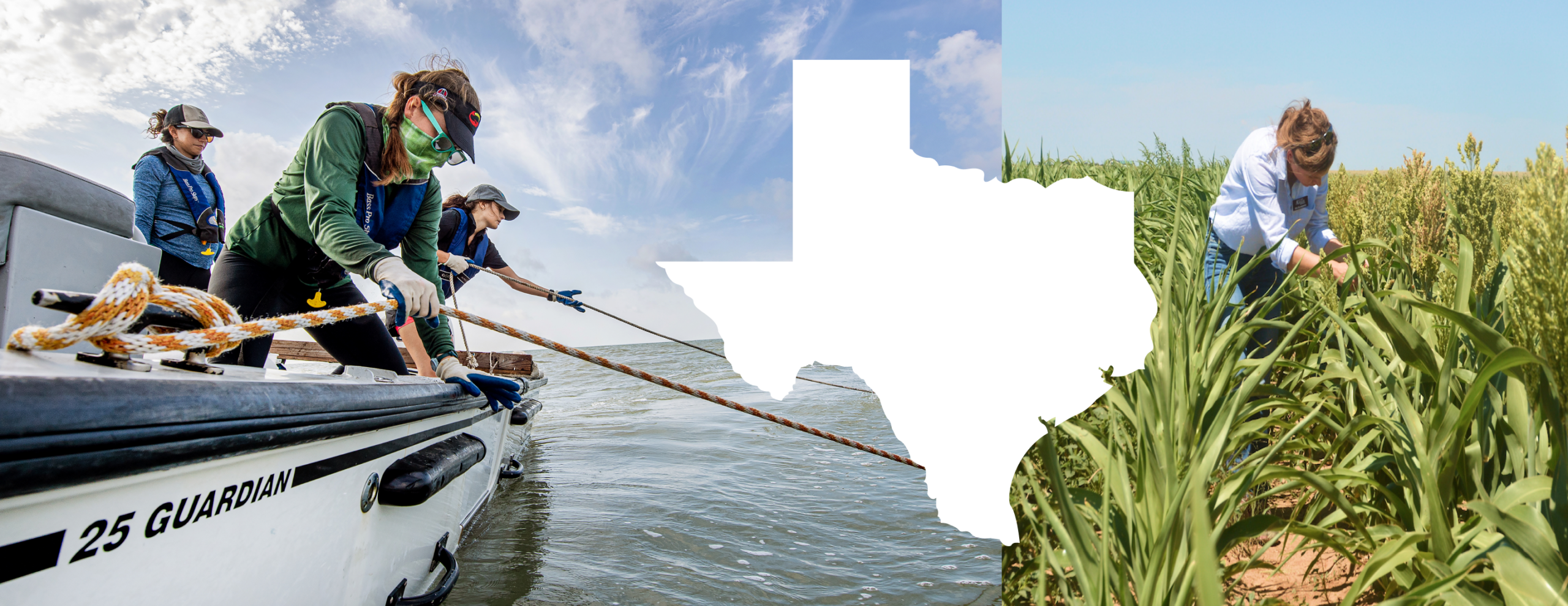 Researchers on a boat in open water on the left and a researcher examining crops in a cornfield on the right, overlaid with a white map of Texas.